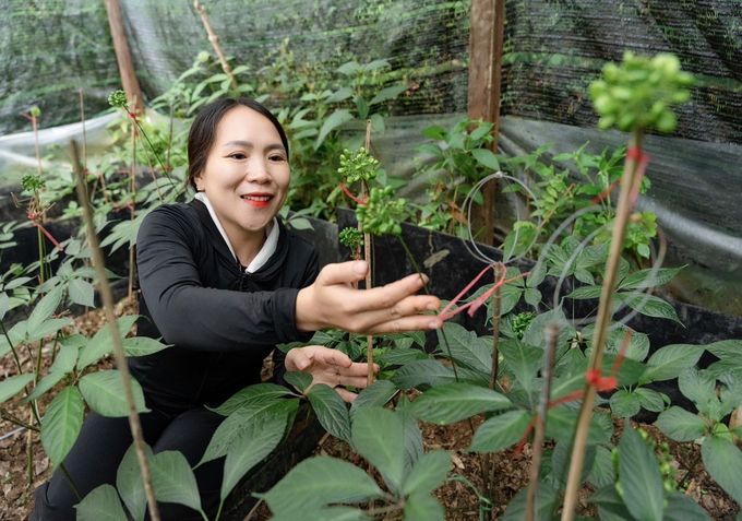 Thành lập Hội sâm Ngọc Linh và Hội quế Trà My