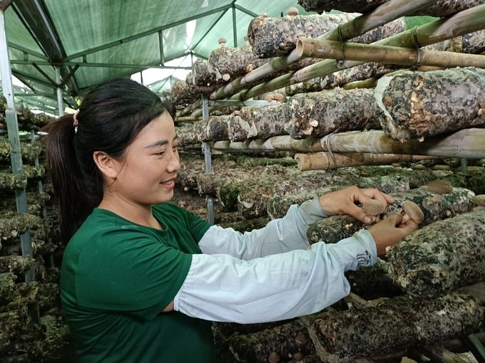 Tận dụng khí hậu mát để trồng nấm hương ngoài trời