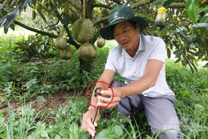 Lão nông thu hơn 27 tỷ đồng/năm từ cây sầu riêng