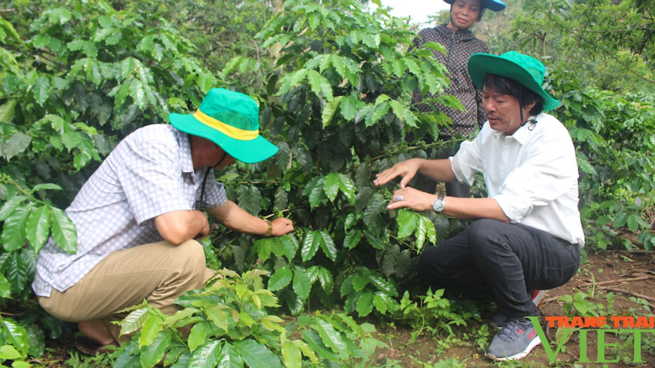 Nông dân Sơn La đẩy mạnh áp dụng tiến bộ khoa học kỹ thuật vào canh tác cà phê