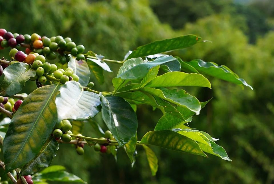 Giá cà phê tăng mạnh cuối tuần, cà phê Robusta tiếp tục lập kỷ lục, tạo đỉnh mới