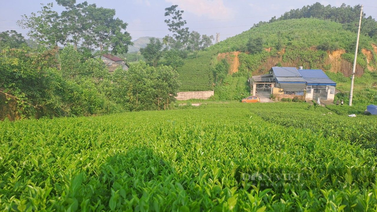 Hỗ trợ phân bón trồng chè, mở ra cơ hội thoát nghèo cho nhiều hộ dân ở Thái Nguyên