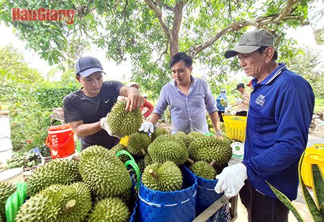 Vườn sầu riêng treo la liệt trái ngon, hễ nhà nào ở Bến Tre, Hậu Giang, Cần Thơ trồng nhiều là có tiền tỷ