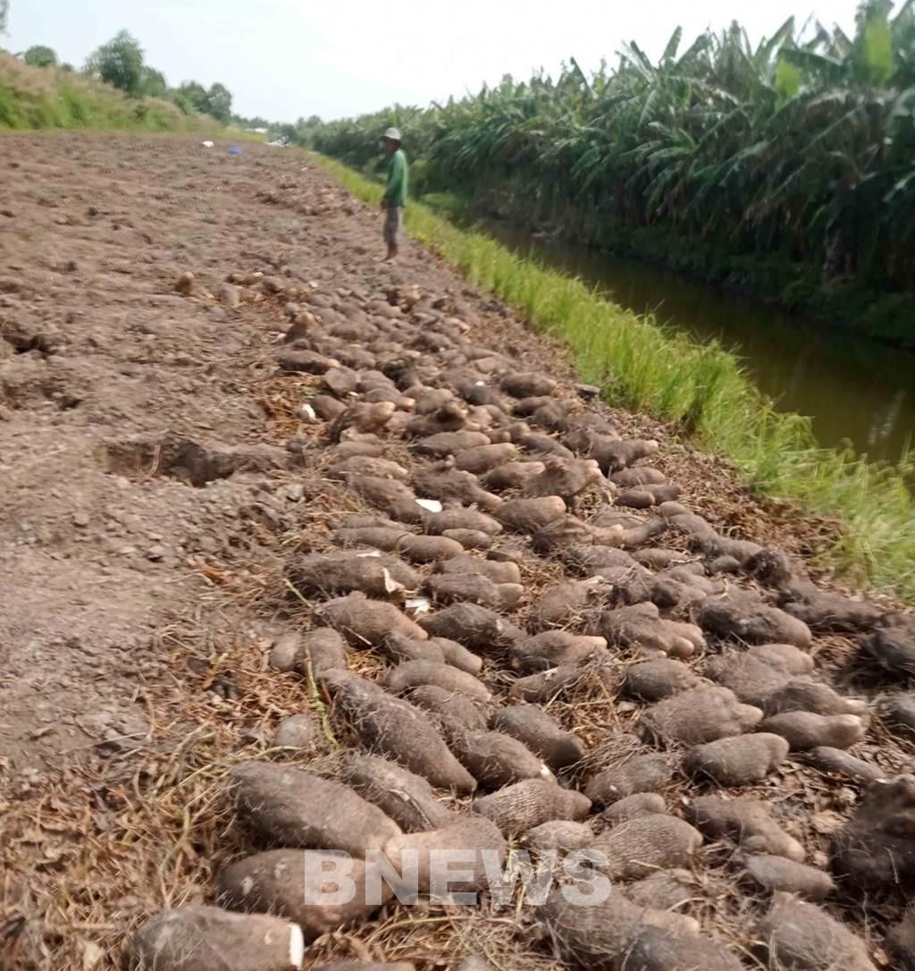 Trồng loại dây leo loằng ngoằng như cây dại, nông dân Kiên Giang đào bật lên củ to bự thế này đây, xếp la liệt