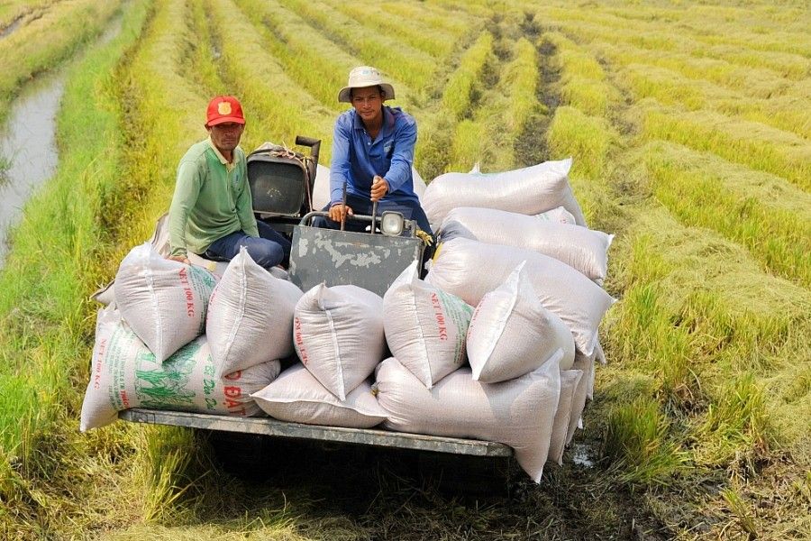 Giá gạo xuất khẩu tăng cao, vì sao doanh nghiệp trong ngành vẫn lo ngại thua lỗ?