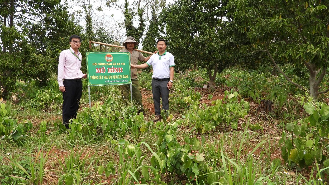 Vườn đẹp trồng loại rau hoang dại giàu canxi, bất ngờ ông nông dân Đắk Lắk được 