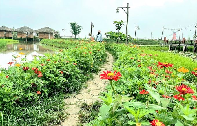 Nông nghiệp hữu cơ ven đô lên ngôi