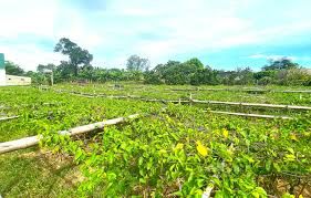 Nông dân một nơi ở Hà Tĩnh trồng loại cây ra hoa vàng phủ kín giàn, cứ hái đến đâu bán hết đến đó