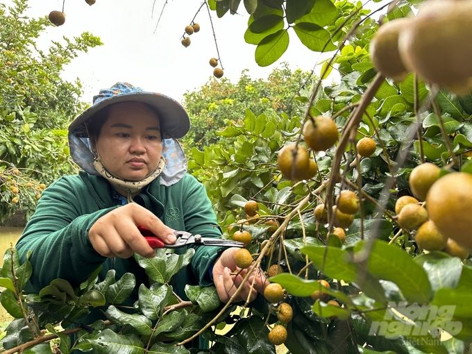 Trái thanh nhãn tí hon chinh phục thị trường lớn Mỹ, châu Âu