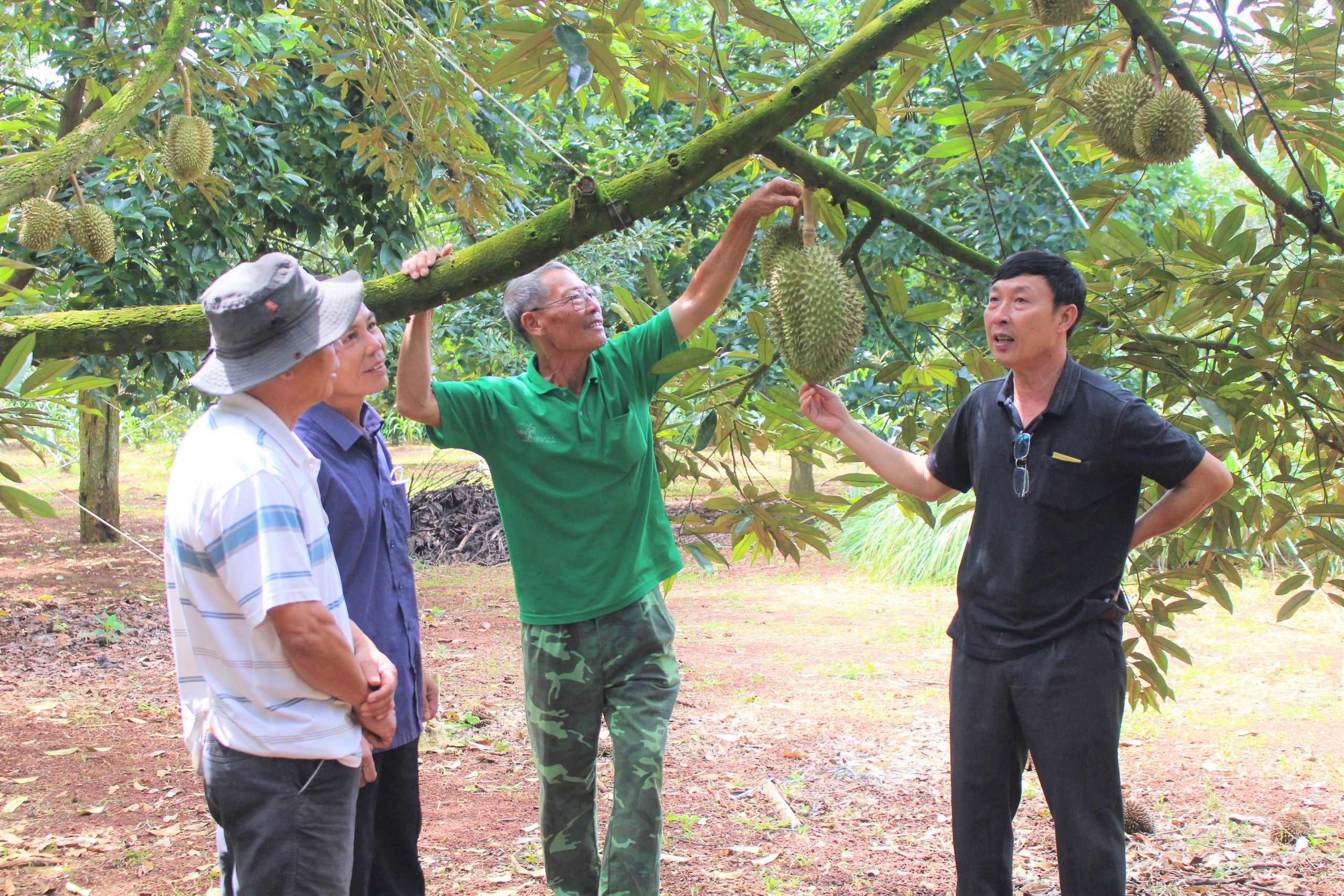 Lễ hội Sầu riêng Krông Pắc lần II năm 2024 ở Đắk Lắk dân tình tha hồ trải nghiệm hấp dẫn, lôi cuốn