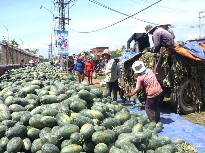 Dưa hấu được mùa, giá cao, nông dân lãi gần trăm triệu/ha