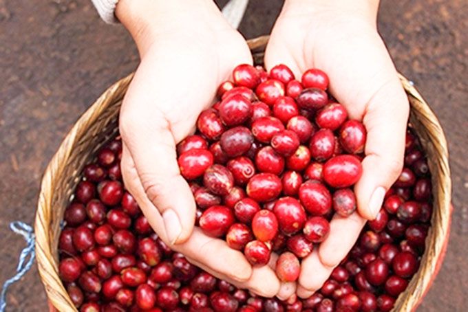 Robusta hồi phục, giá cà phê trong nước quay đầu tăng, Đắk Nông có giá cao nhất hôm nay