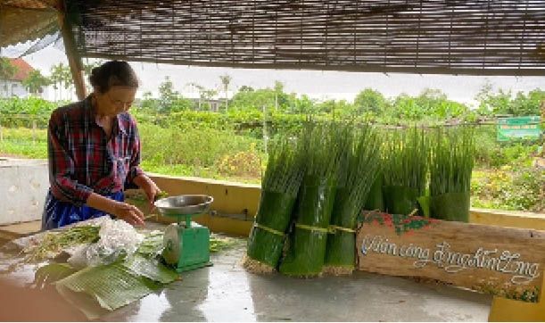 Cũng trồng rau thôi, mà ở nơi này của Huế, nông dân trồng kiểu gì mà trước bán khó, sau bán càng dễ hơn?