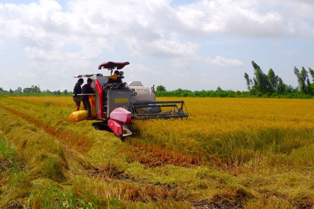 Vừa nhận cọc bán thì giá lúa đột ngột tăng cao, nhiều nông dân Long An tiếc vì rơi mất cả chục triệu lãi