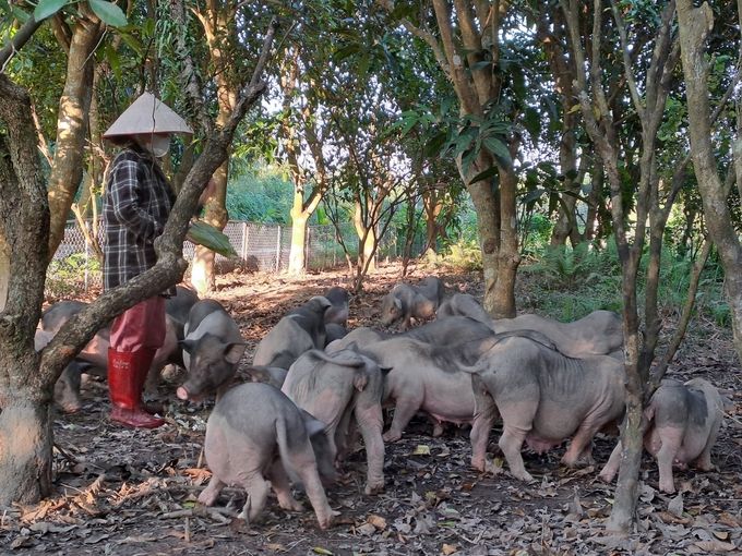 Chăn nuôi nông hộ chiếm tới 96%, Quảng Ninh chống dịch khó khăn