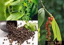 Thời tiết tiếp tục hỗ trợ giá cà phê, Brazil đã bán một lượng Robusta kỷ lục