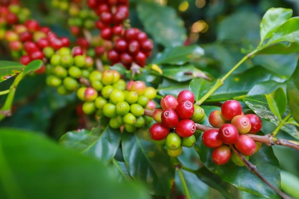 Robusta lại vượt kỷ lục, vụ thu hoạch của Việt Nam có thể không đúng hạn