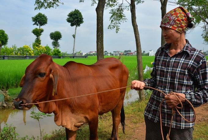 Nuôi bò sinh sản, giá bê hạ vẫn lãi lớn