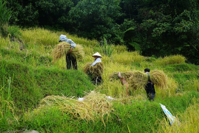 Lúa hè thu xứ Quảng trải vàng từ đồng bằng lên miền núi