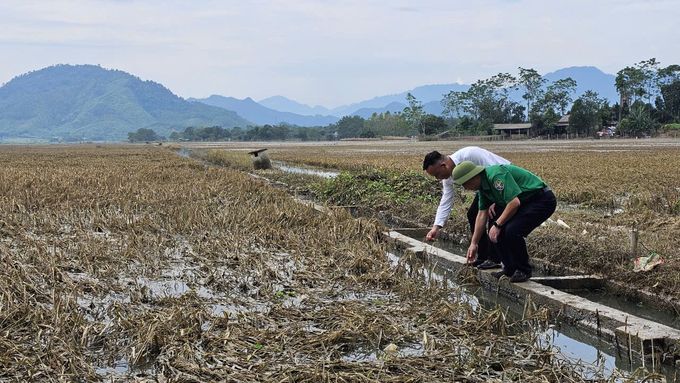 Vùng tâm lũ Phú Thọ quyết tâm lấy vụ đông bù vụ mùa