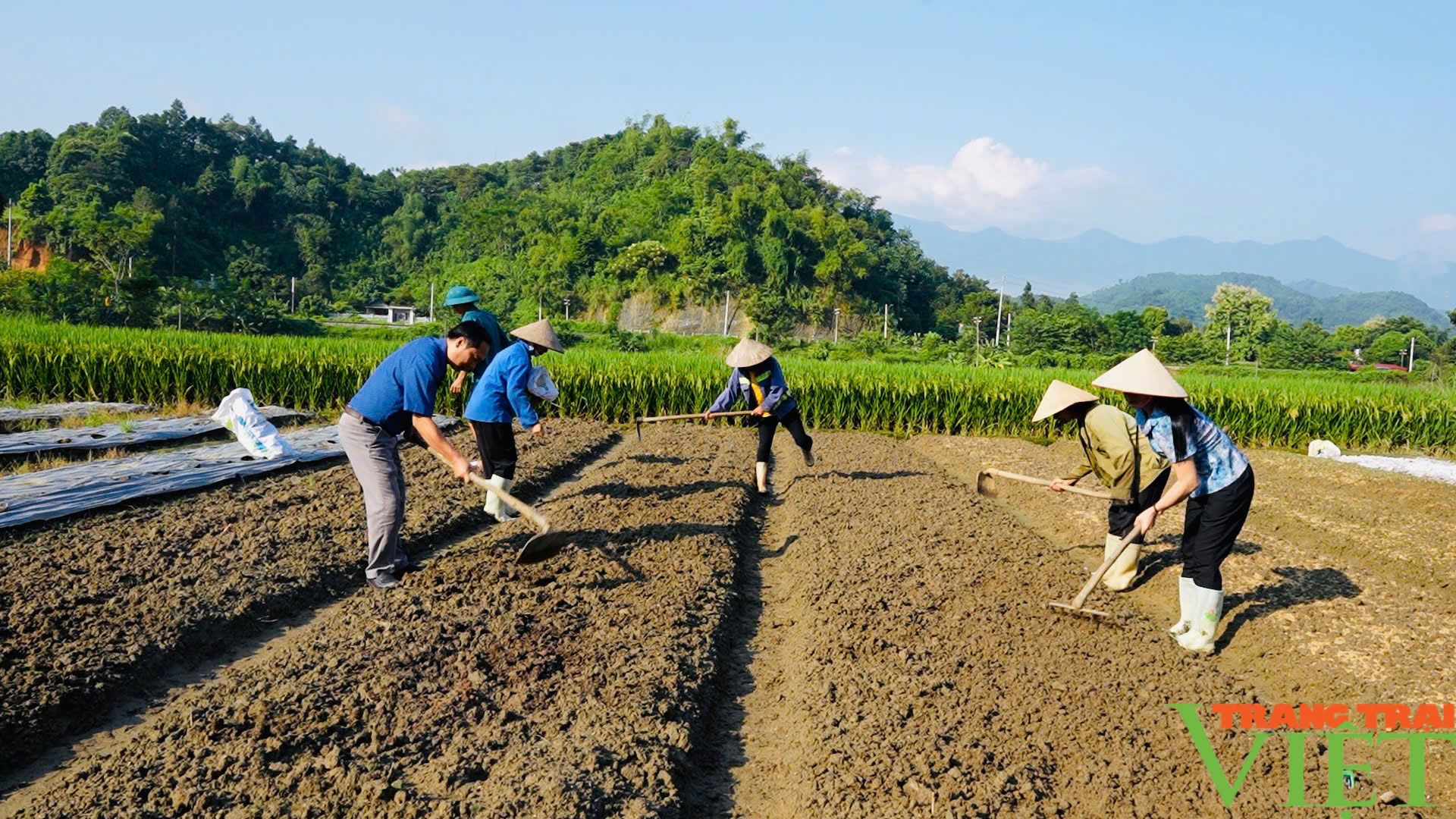 Nông dân Lào Cai khắc phục hậu quả thiên tai, khôi phục sản xuất