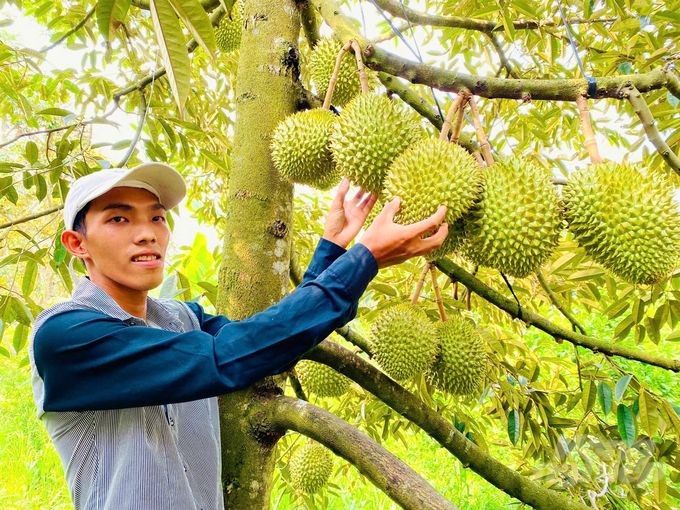 Thành lập Hiệp hội sầu riêng tỉnh Đồng Nai