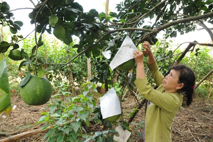 Phụ nữ Đồng Nai nuôi gà tre thảo dược, lên men rượu bưởi, chế biến gừng nghệ làm đặc sản