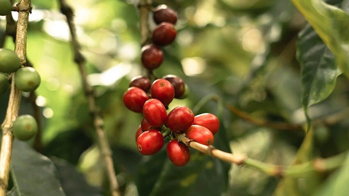 Nóng: Nguồn cung Robusta toàn cầu sẽ thiếu hụt nghiêm trọng