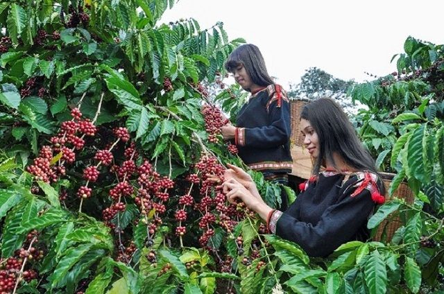 Giá cà phê nhân Đắk Lắk cao hơn giá cà phê cách đây 27 năm, vì sao nông dân kêu vẫn lời có tí xíu?