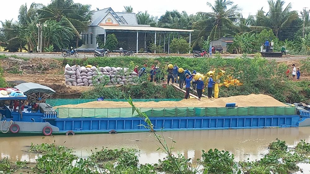 Giá lúa đang tăng cao nhưng nhiều nông dân Long An không được hưởng lợi vì đã trót bán hết