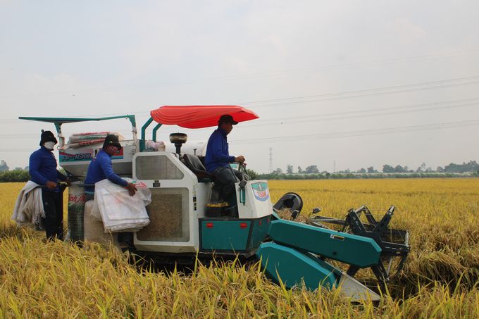 Mô hình lúa chất lượng cao, lợi nhuận tăng 7,6 triệu đồng/ha