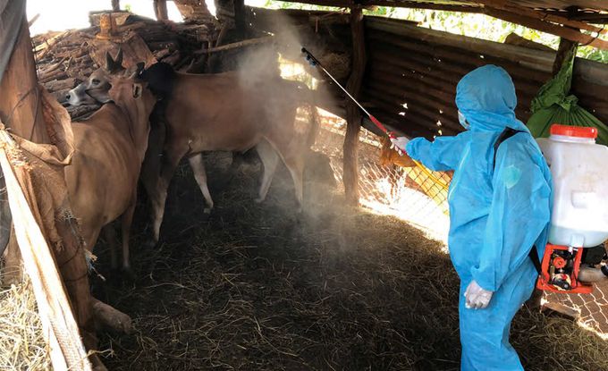 Chuẩn bị ngay phương án phòng, chống dịch bệnh vật nuôi sau siêu bão Yagi