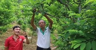 Nhờ cách làm này, các hợp tác xã nông nghiệp ở Lào Cai tăng cả về quy mô và sản lượng, xã viên phấn khởi