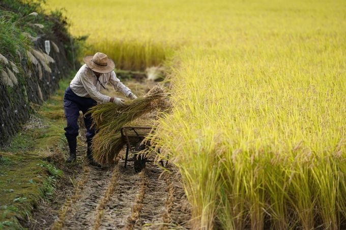 Nhật Bản đối mặt tình trạng thiếu gạo nghiêm trọng nhất trong 30 năm