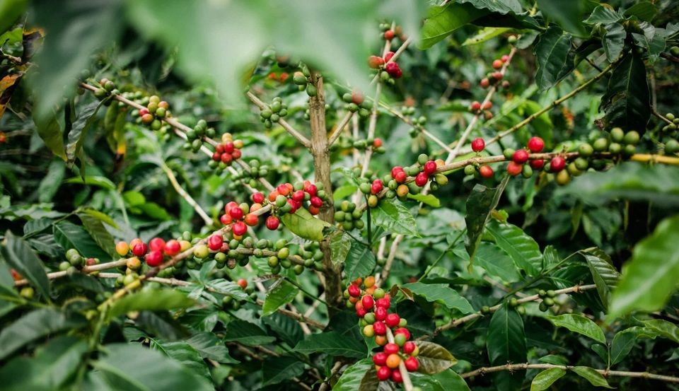 Robusta liên tục lập kỷ lục nhưng giá cà phê nội địa điều chỉnh chậm