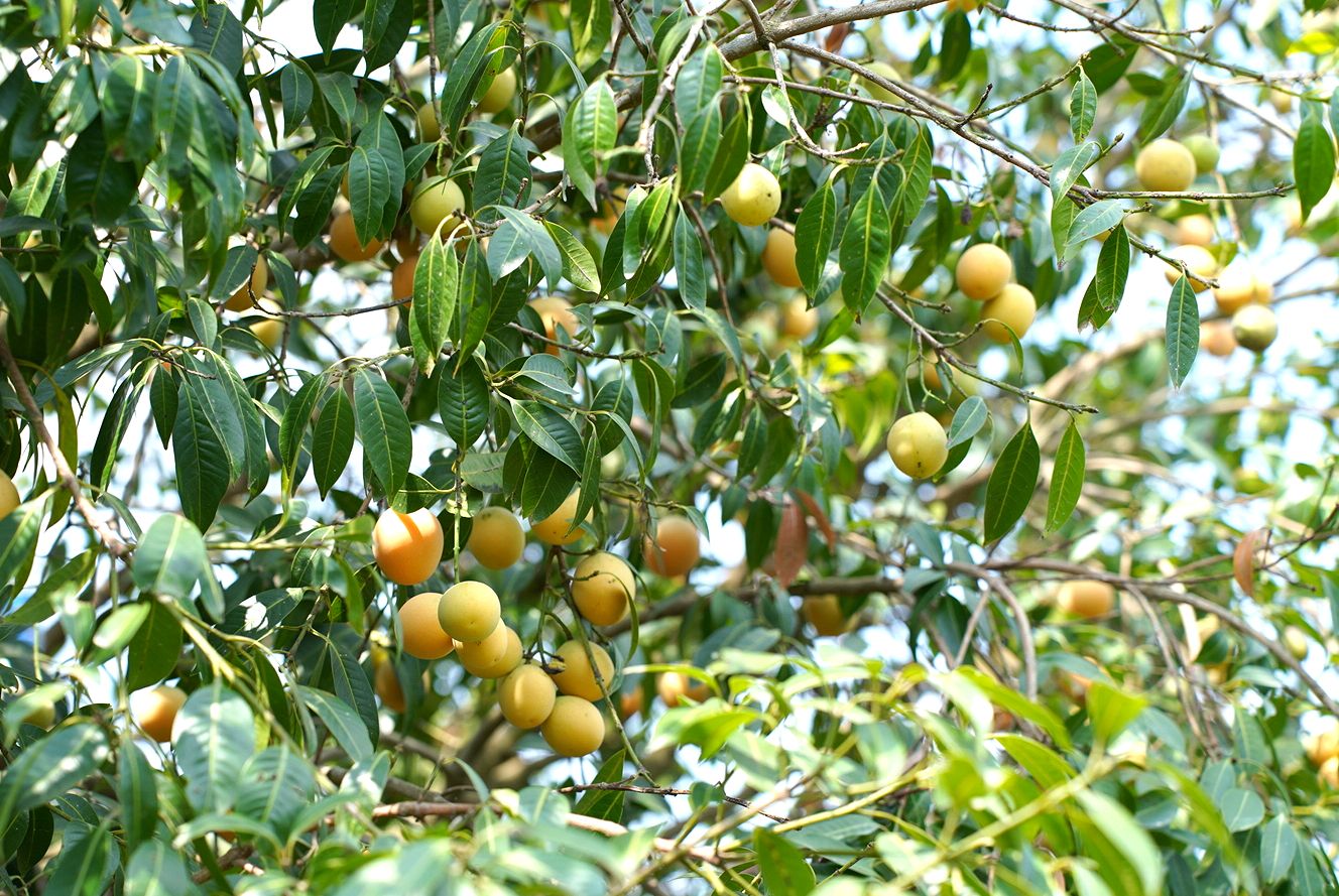 Trồng quả đặc sản hiếm có khó tìm, ra trái nghịch vụ, một người Vĩnh Long là Nông dân Việt Nam xuất sắc 2024