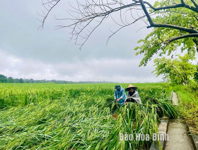 Hòa Bình có 7.300ha cây trồng bị thiệt hại do bão số 3