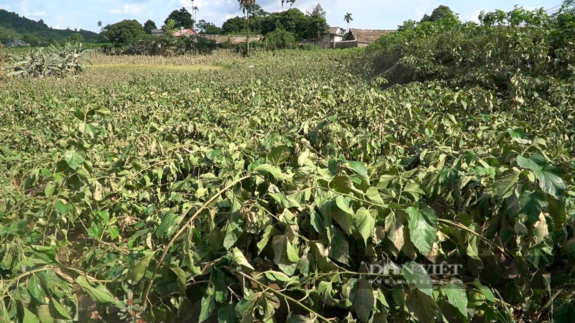 Tranh thủ trời nắng, nông dân Yên Bái xuống đồng gặt lúa: Mỗi bông lúa trĩu nặng hạt ngọc vàng