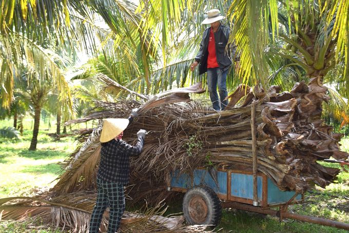 Dừa Bình Định với thị trường tỷ đô: Tự tin với dòng sản phẩm hữu cơ