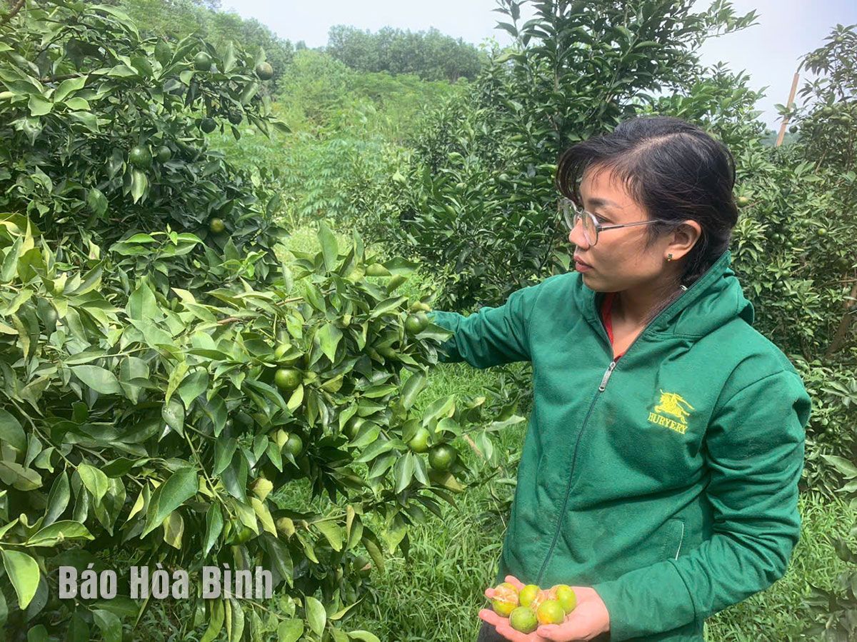 Cam đặc sản Hòa Bình thấp tè trái ra quá trời, mưa dứt, nước rút, nắng lên, dân đang lo hiện tượng này