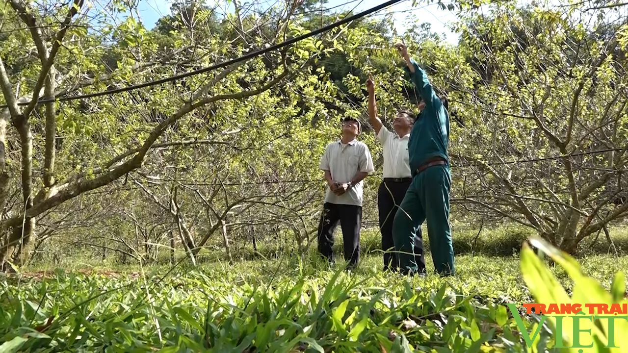 Nông dân Yên Châu: Chăm sóc tốt các loại cây ăn quả để có năng suất cao và chất lượng tốt