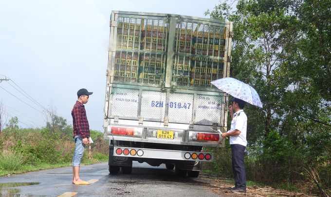 Xử lý nghiêm buôn lậu lợn qua biên giới Tây Nam