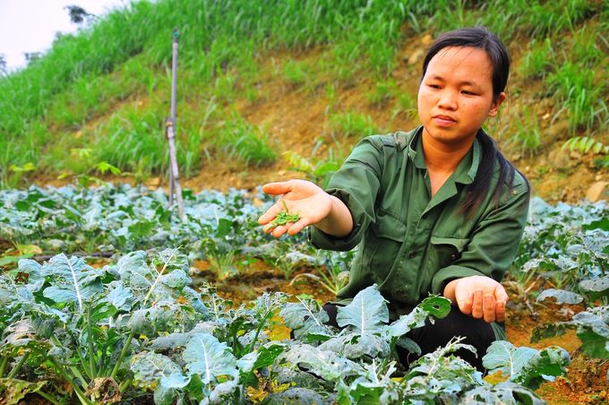 Sản xuất hữu cơ là một dòng chảy tất yếu của nông nghiệp Hà Nội