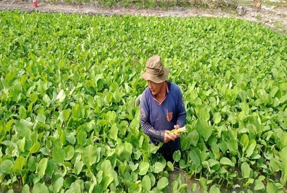 Thứ rau dại tên nghe mắc cười này được một ông nông dân Hậu Giang trồng thành công, hễ nhổ bán là hút hàng