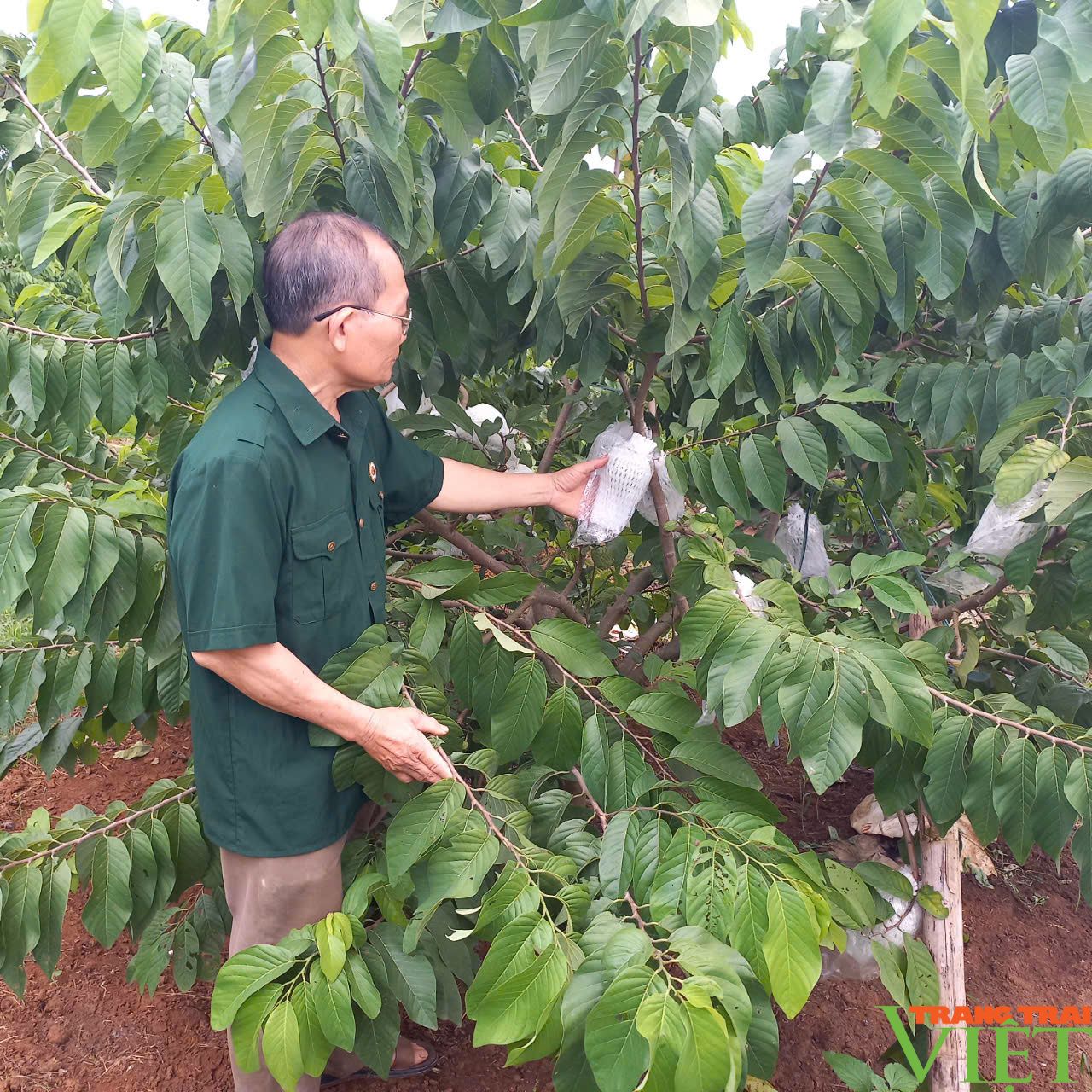 Na Mai Sơn - sản phẩm OCOP 3 sao mang lại thu nhập hàng tỷ đồng cho người nông dân