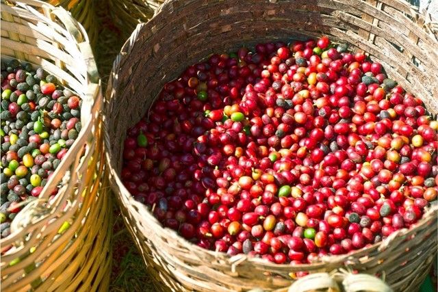 Giá cà phê Robusta phục hồi trở lại từ mức thấp nhất một tháng