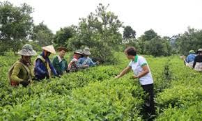 Chè Trọng Nguyên 