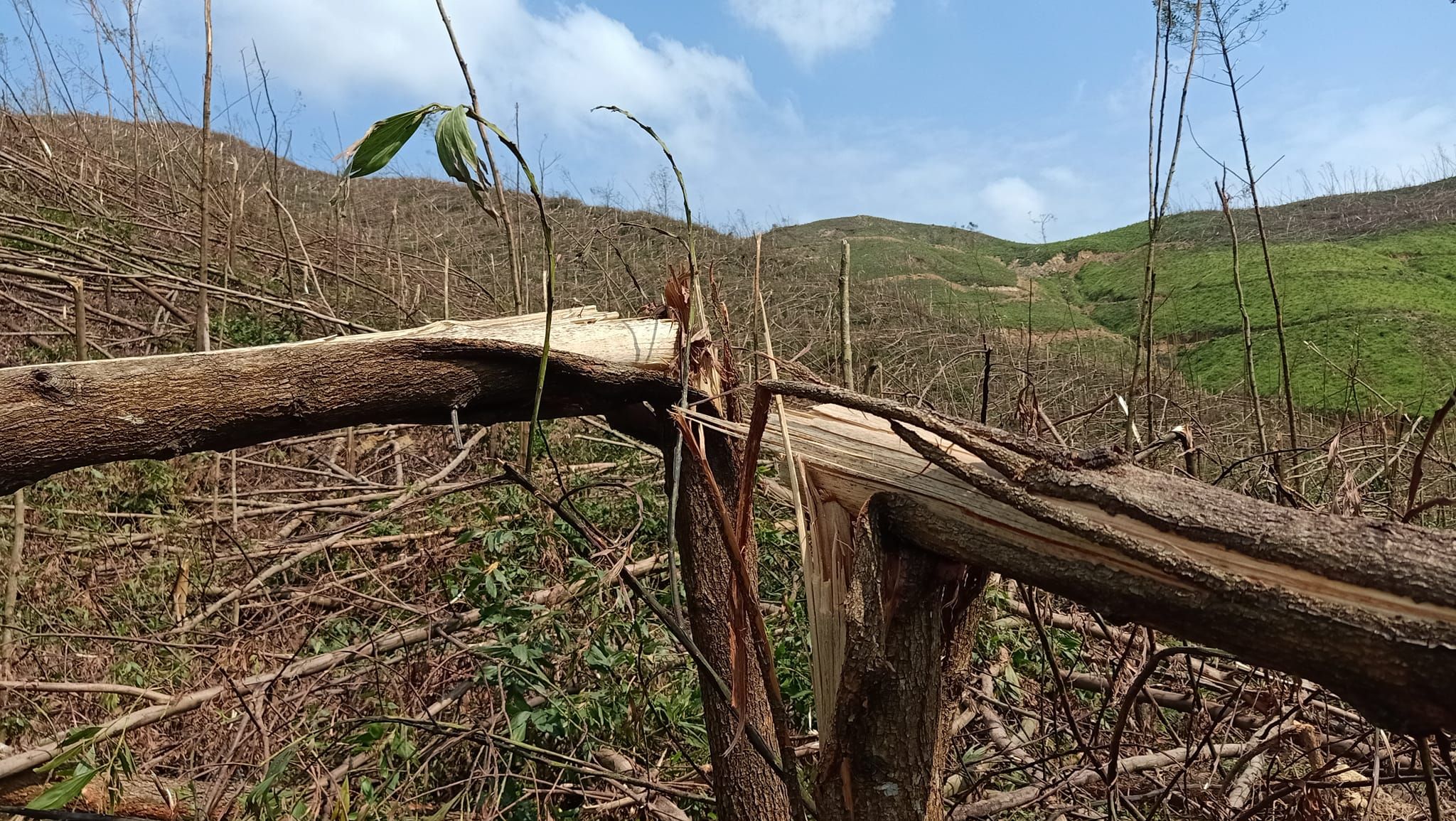 Một doanh nghiệp ở Quảng Ninh có vài nghìn hecta rừng nhưng không còn cây nào sống sót sau bão, nguy cơ đứt chuỗi cung