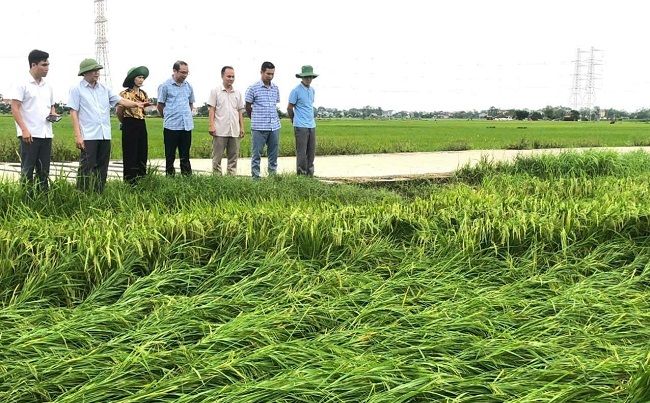 Bắc Giang tăng sản xuất vụ đông để bù thiệt hại bão lũ