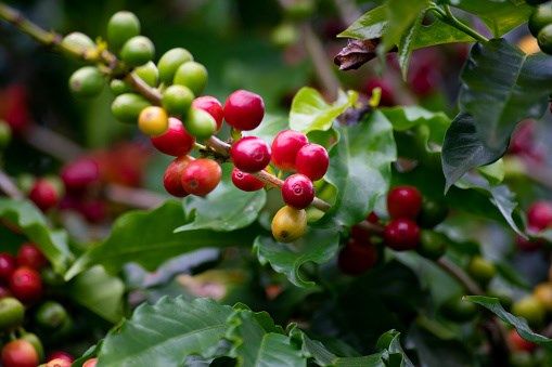 Vụ mùa đang thu hoạch của Việt Nam gây áp lực cho giá Robusta